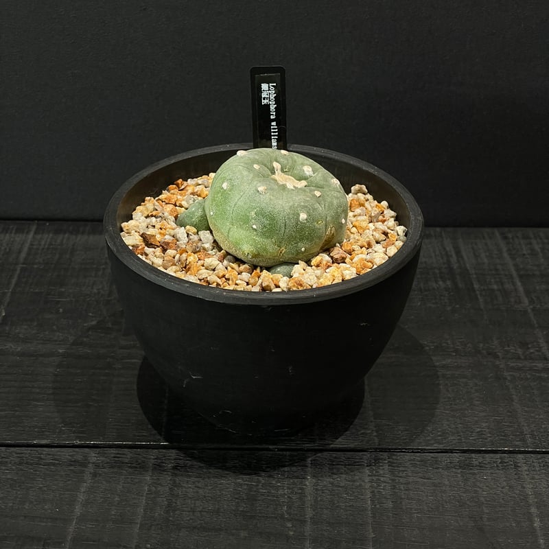 サボテン ロフォフォラ 銀冠玉 × BLACK PLASTIC POT | 最終的に