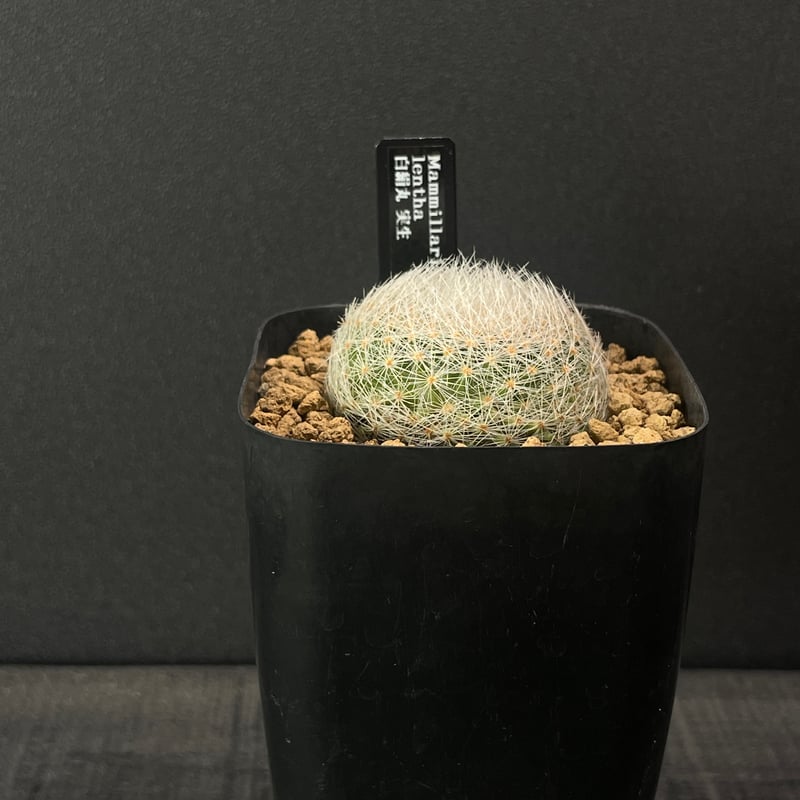 サボテン マミラリア 白絹丸 × プラ鉢 | 最終的にサボテン オンライン