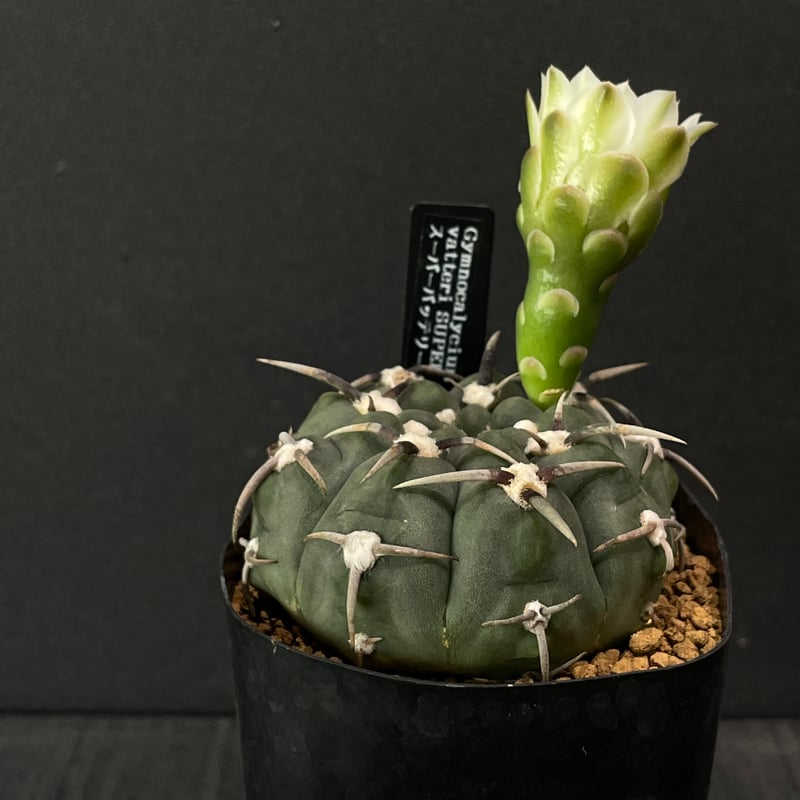 狂刺 スーパー バッテリー 実生 太刺 鉢植えメルカリ便送料込み 高木カクタス 狂刺×スーパー バッテリー実生 - メルカリ