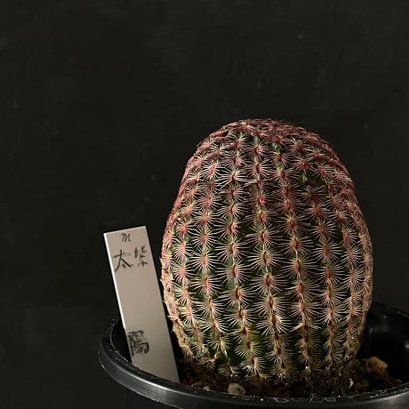 最終的にサボテン オンラインストア