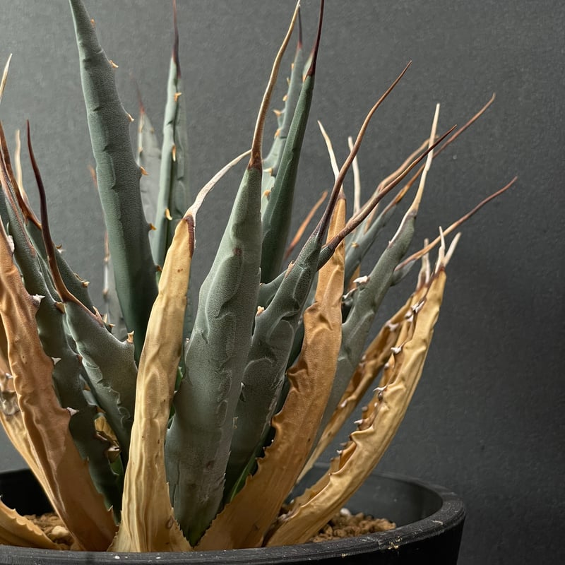 多肉植物 アガベ エボリスピナ × BLACK PLASTIC POT | 最終的に