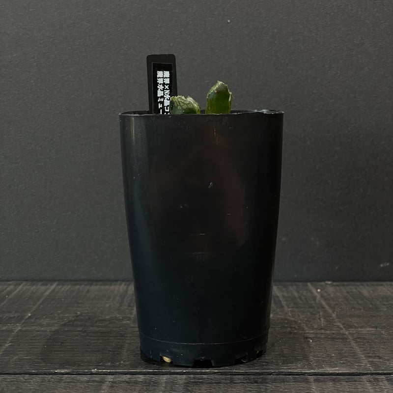 多肉植物 ハオルチア 魔界水晶ミュータント × プラ鉢 | 最終的に