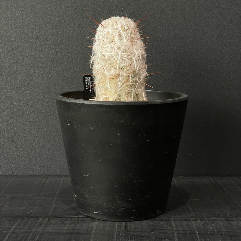 サボテン オレオケレウス 白雲錦 × BLACK PLASTIC POT | 最終的に