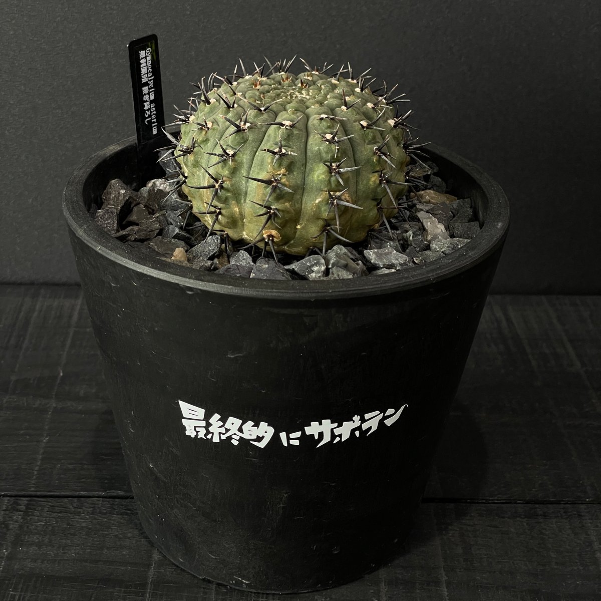 サボテン 多肉植物 ギムノカリキウム 太刺黑刺鳳頭 Gymnocalycium asterium ギムノカリキュウム 黒刺鳳頭 サボテン