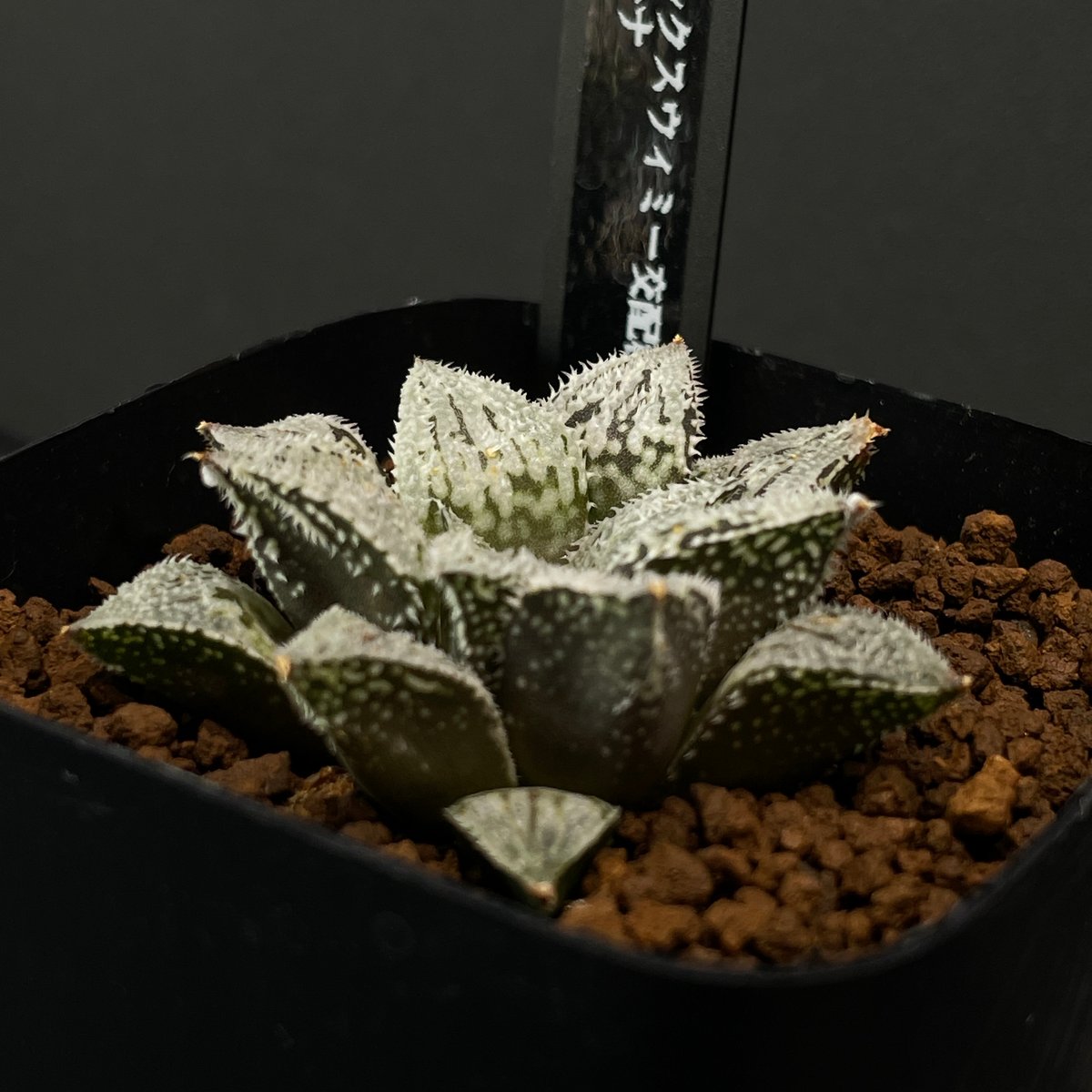 多肉植物 ハオルチア プラチナ × プラ鉢 | 最終的にサボテン