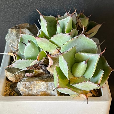 Cactus Green】シチリアTC 子株 (未発根)（アガベ スーパーチタノタ 