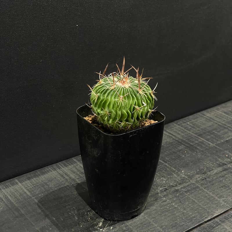 サボテン エキノフォスロカクタス 振武玉×千波万波 × プラ鉢 | 最終的