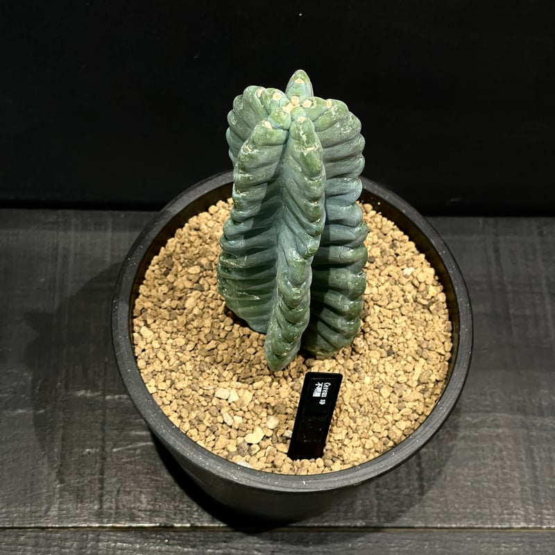 サボテン ケレウス 不明種 × BLACK PLASTIC POT | 最終的にサボテン