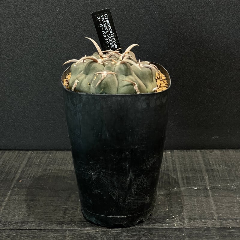 サボテン ギムノカリキウム スーパーバッテリー × プラ鉢 | 最終的に