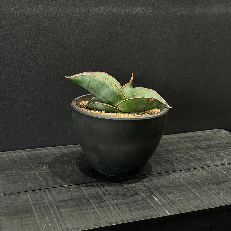多肉植物 サンスベリア バナナ × BLACK PLASTIC POT | 最終的に