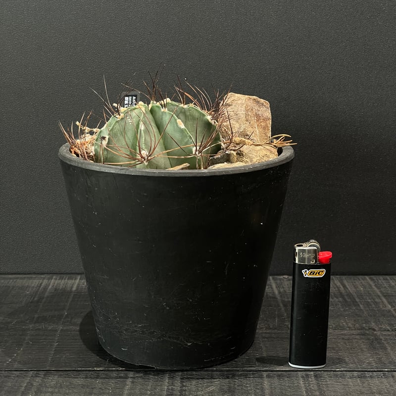 サボテン アストロフィツム 群鳳玉 × HABITAT STYLE | 最終的に