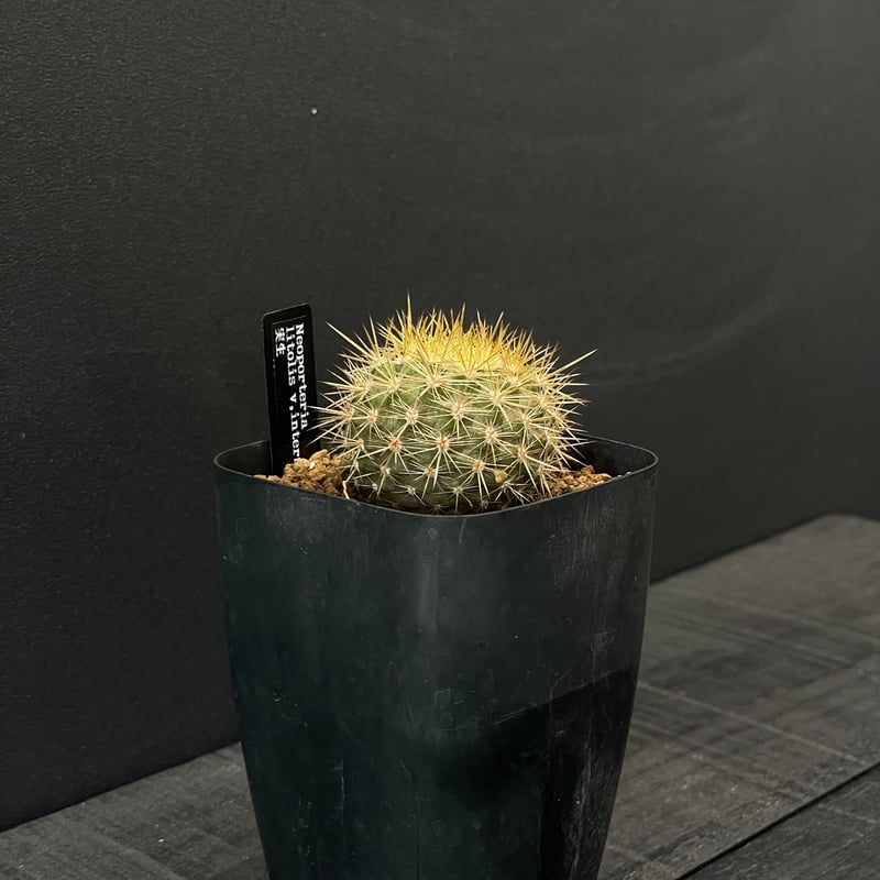 サボテン エリオシケ（旧ネオポルテリア) インターメディア × プラ鉢