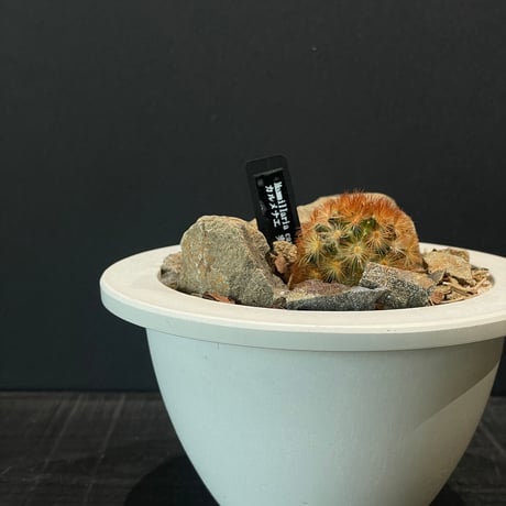 ハビタットスタイル | STORES