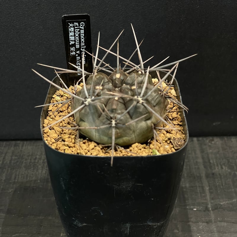 サボテン ギムノカリキウム 大型鬼胆丸 × プラ鉢 | 最終的にサボテン