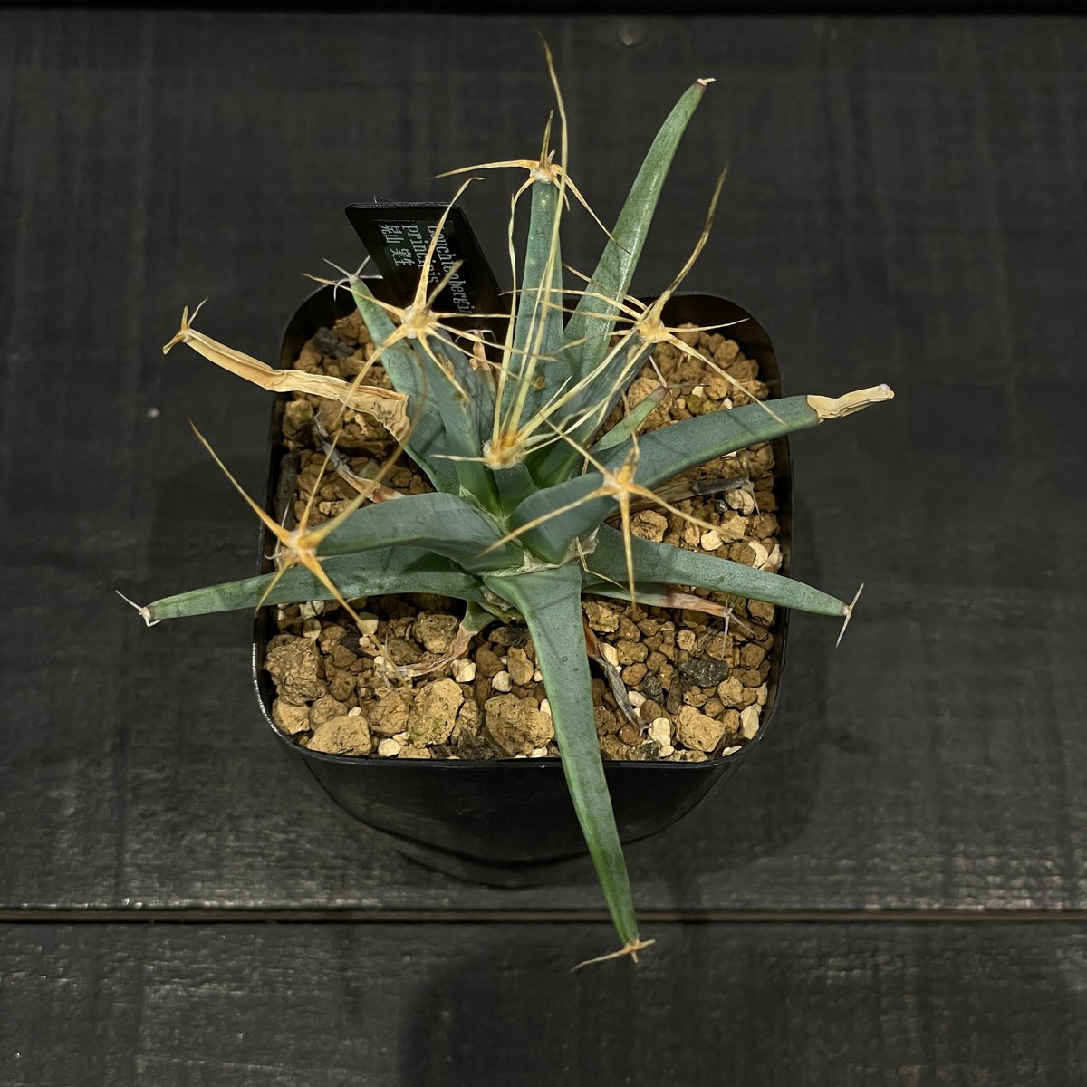 サボテン レウクテンベルギア・プリンキピス 晃山 × プラ鉢 | 最終的に