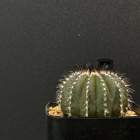 ペクチニフェラ | STORES ペクチニフェラ | STORES