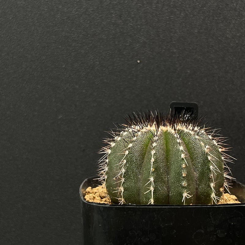 ユーベルマニア　ペクチニフェラ　サボテン　国内実生 ユーベルマニア ペクチニフェラ 国内実生 サボテン 園芸ネット本店