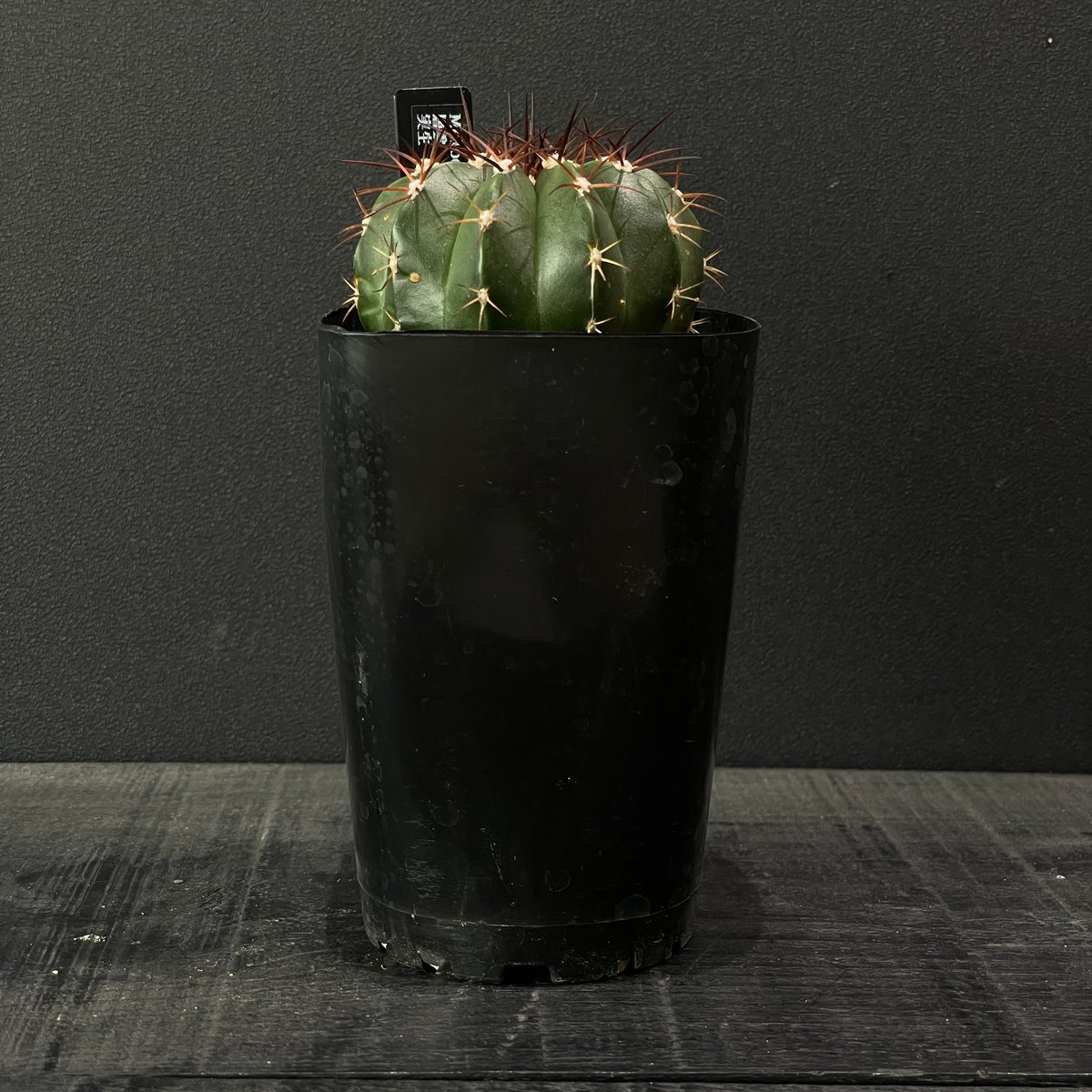 サボテン メロカクタス 層雲 × プラ鉢 | 最終的にサボテン オンライン