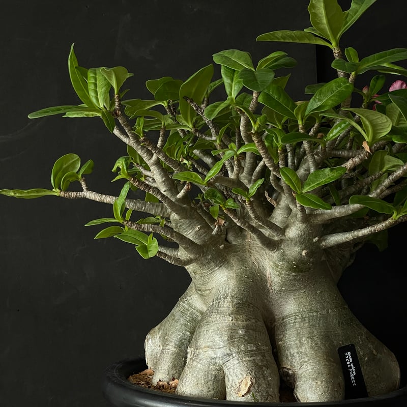 塊根植物 アデニウム アラビカム（タコ足仕立て） × プラ鉢 | 最終的に