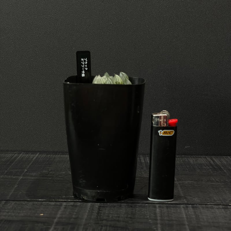 多肉植物 ハオルチア ブラックオブツーサ錦 × プラ鉢 | 最終的に