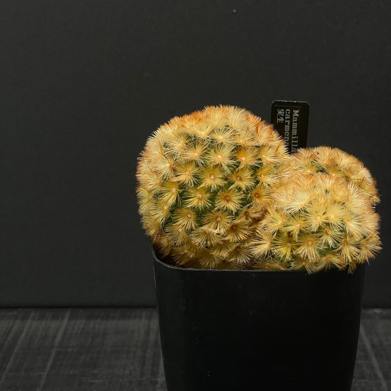 カルメナエ 大株 マミラリア マミラリア カルメナエを育ててみる｜そだレポ（栽培レポート）byら