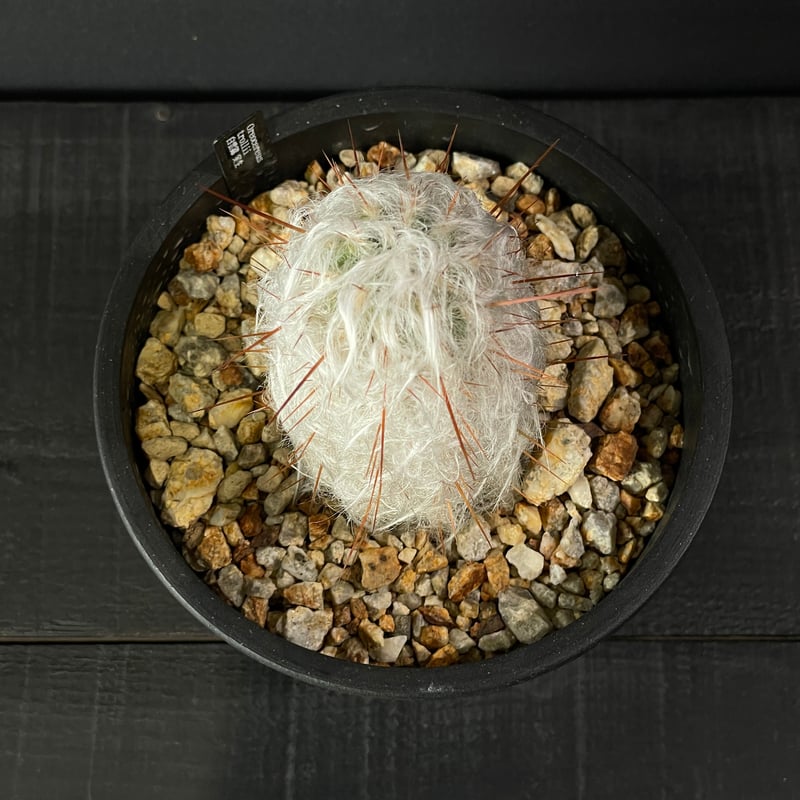 サボテン オレオケレウス 白雲錦 × BLACK PLASTIC POT | 最終的に