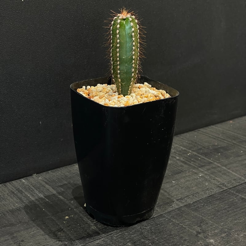 サボテン　接ぎ 2ba9306b5facd404d529a1c788925c