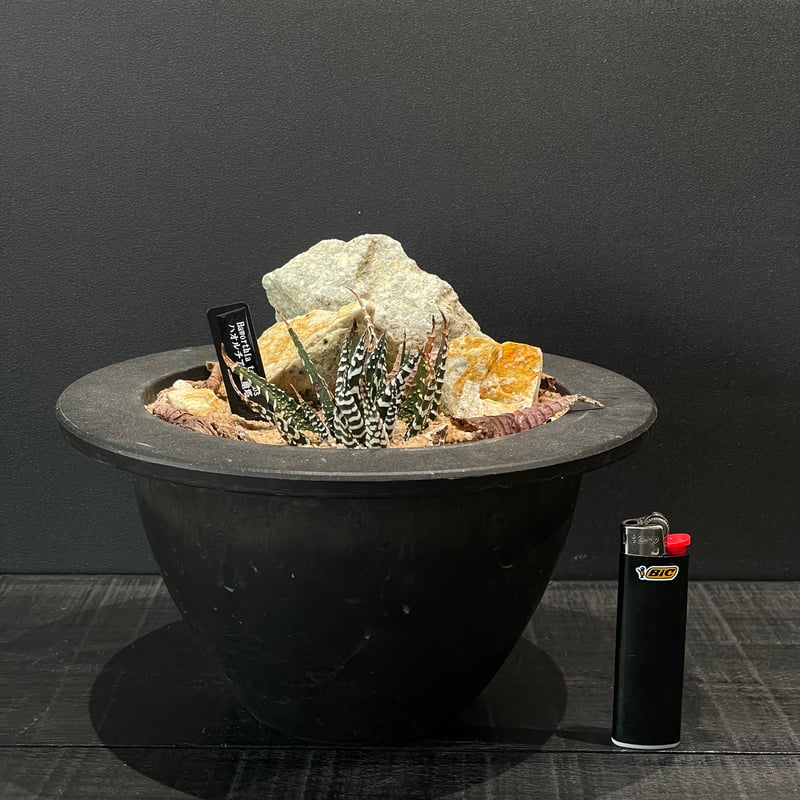 多肉植物 ハオルチア 五重塔 × HABITAT STYLE | 最終的にサボテン