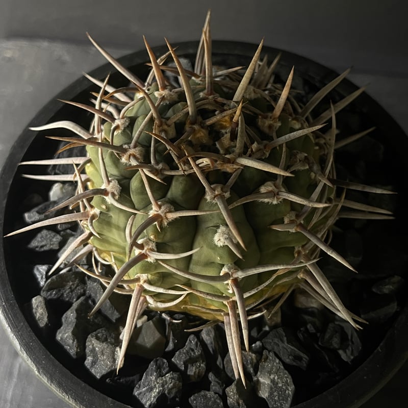 Gymnocalycium vatteri ギムノカリキウム強刺バッテリー | 最終