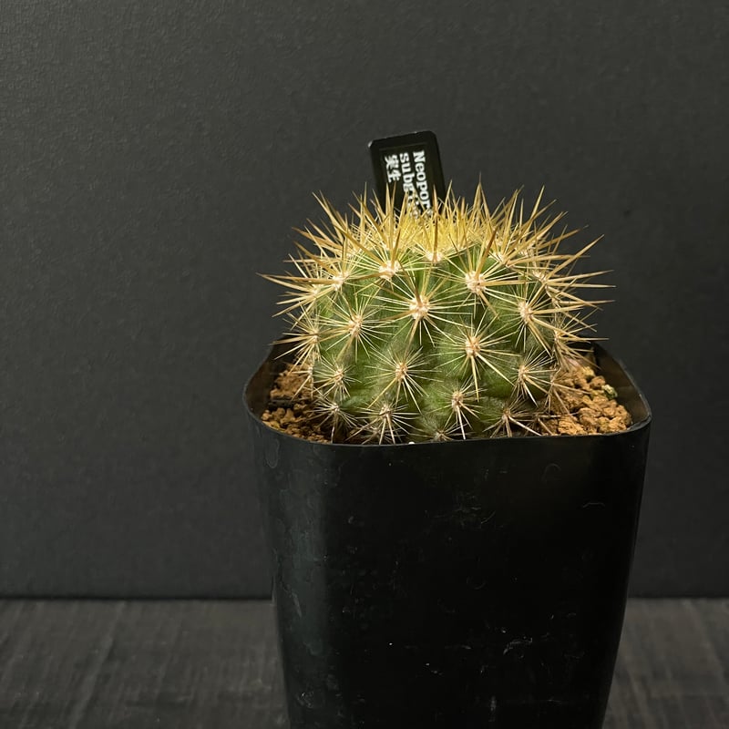 サボテン エリオシケ（旧ネオポルテリア) サブギボサ × プラ鉢 | 最終