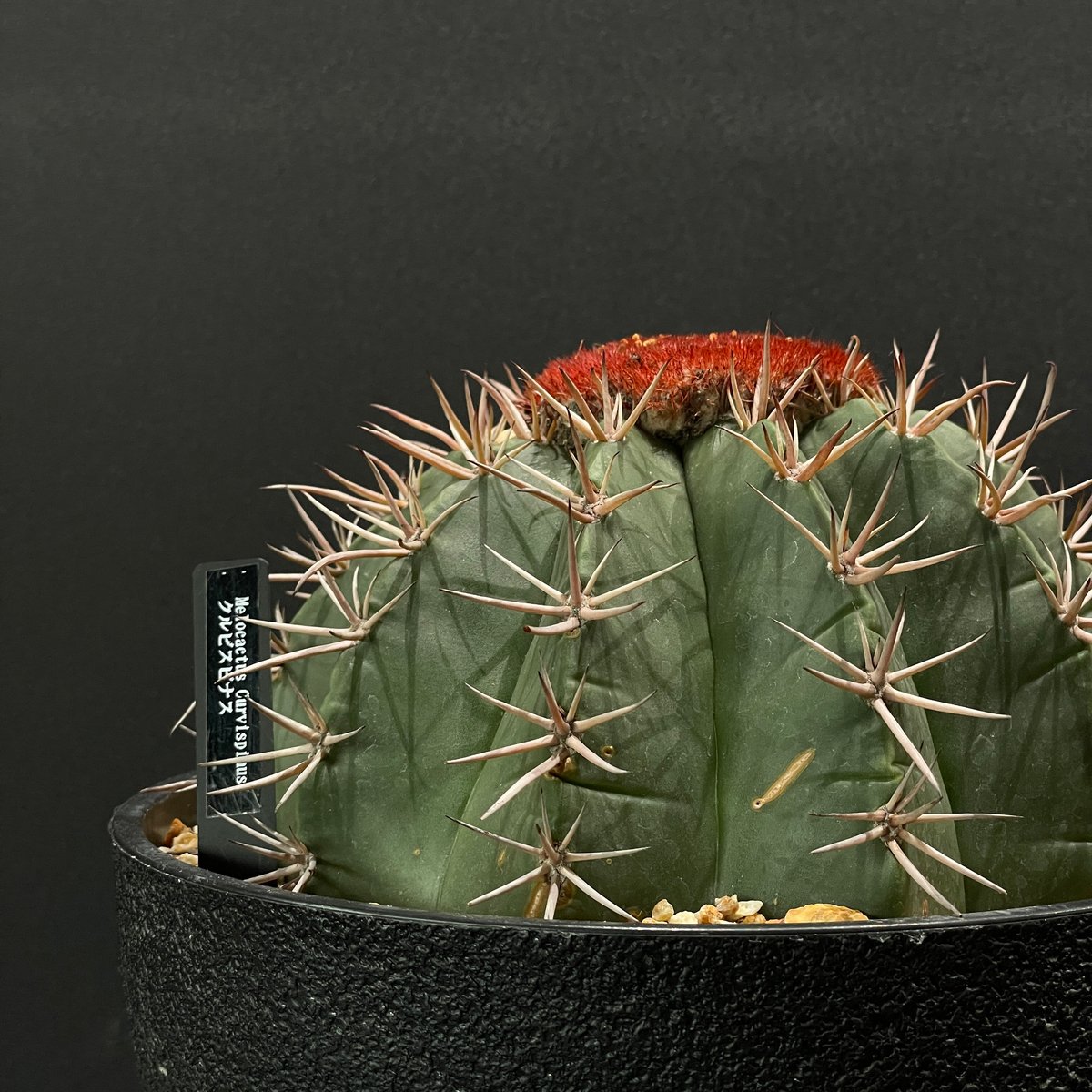 サボテン メロカクタス クルビスピナス × 樹脂鉢 | 最終的にサボテン