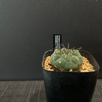 サボテン アリオカルプス 短疣三角牡丹 × プラ鉢 | 最終的にサボテン