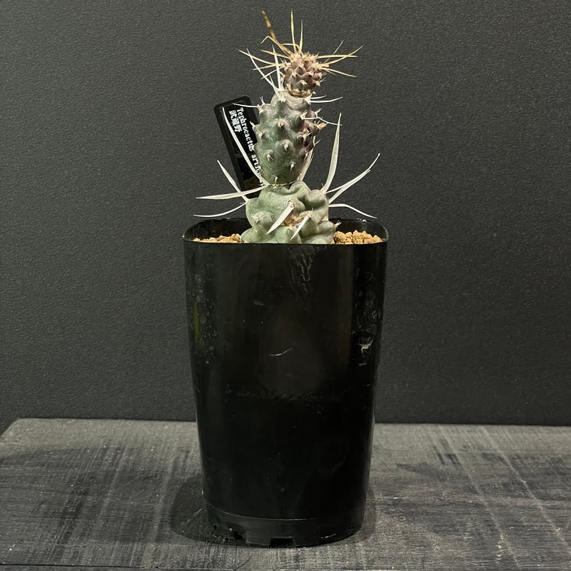 プテロカクタス、テロケファラフルセット＋テフロカクタス２０種おまけ テフロカクタス アーティキュラータス】武蔵野 3.5号 - The