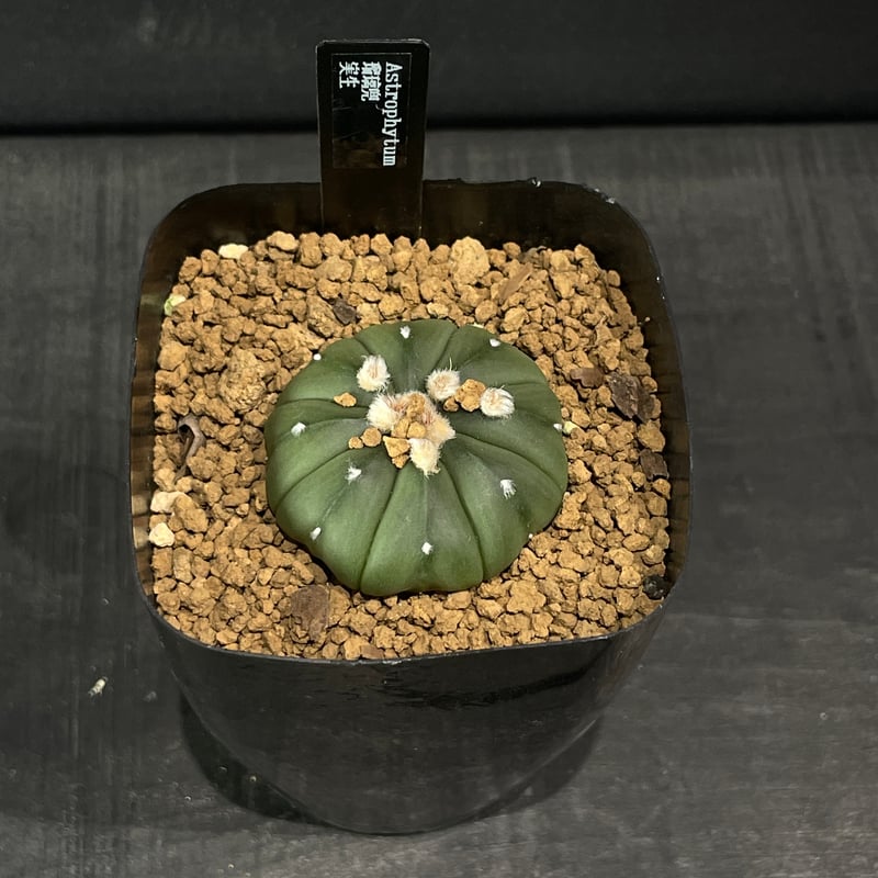その他 OZWRT Spirit of Astrophytum その他 OZWRT Spirit of Astrophytum OZWRT Spirit of