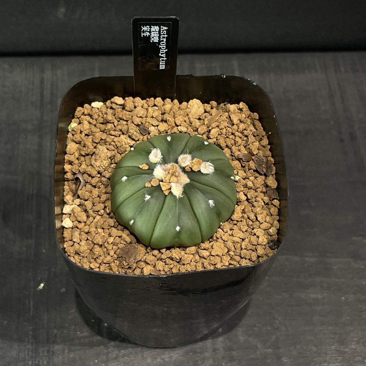 【確認用】42 rk3メキシコ輸入種子実生 墨斑瑠璃兜サボテン 確認用】42 rk3メキシコ輸入種子実生 墨斑瑠璃兜サボテン
