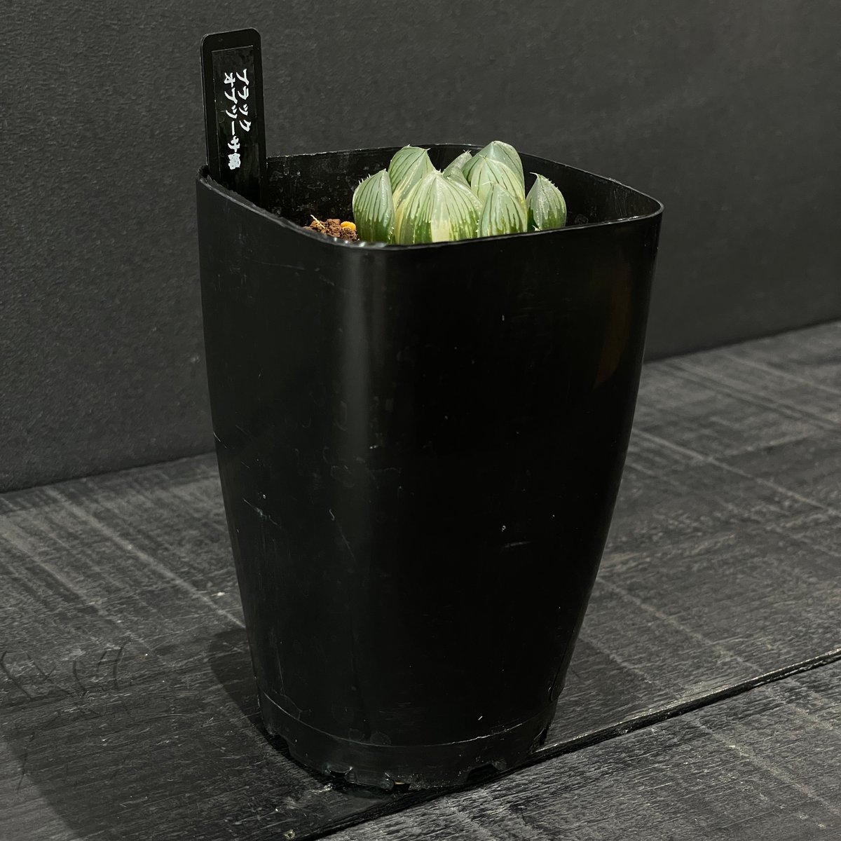 多肉植物 ハオルチア ブラックオブツーサ錦 × プラ鉢 | 最終的に