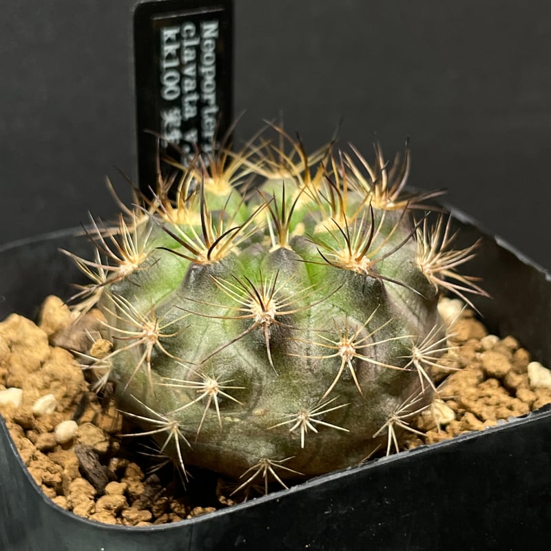 サボテン様 観葉植物 柱サボテン（8号鉢）｜HanaPrime（ハナプライム）
