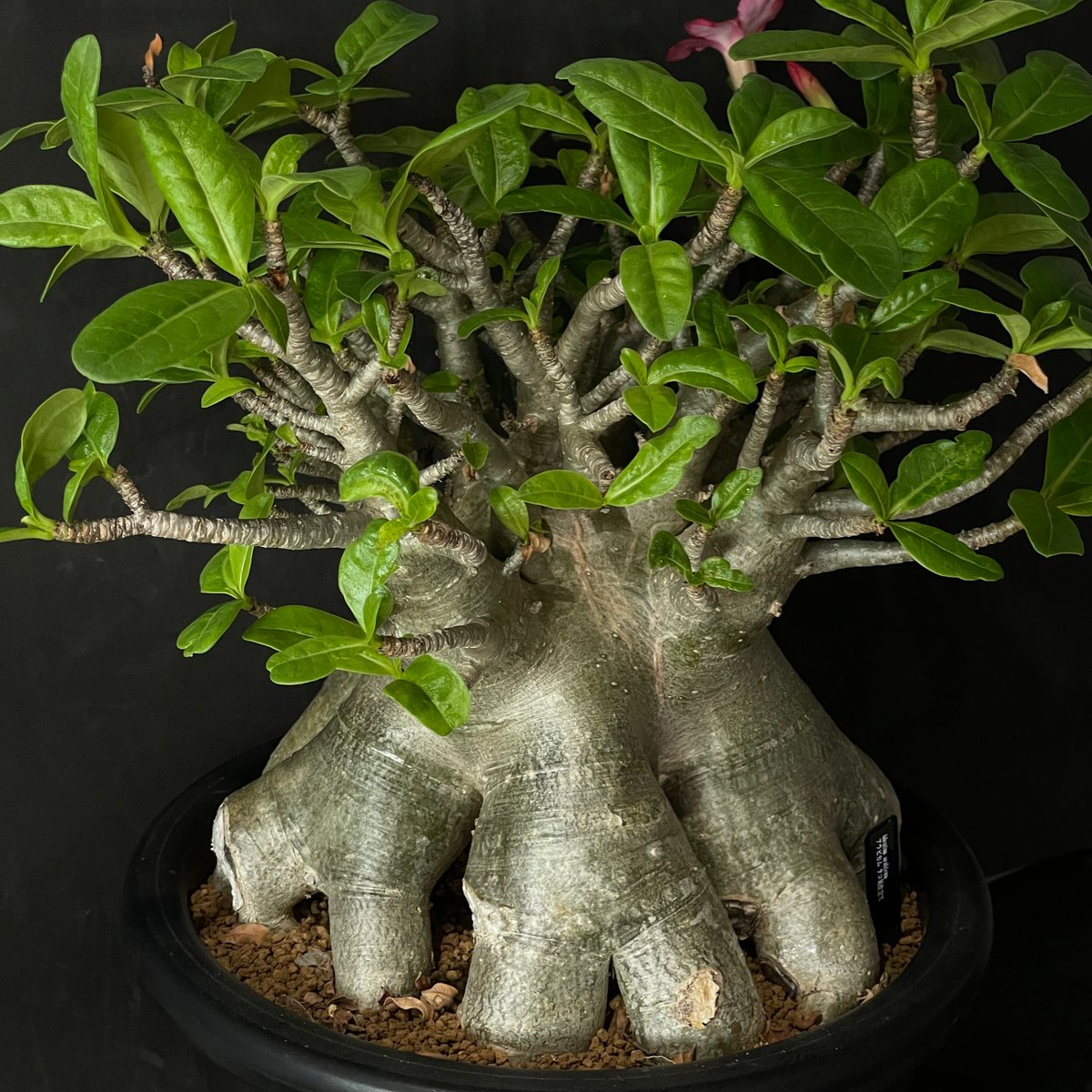 塊根植物 アデニウム アラビカム（タコ足仕立て） × プラ鉢 | 最終的に