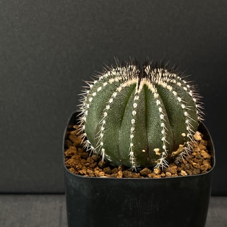 ペクチニフェラ | STORES ペクチニフェラ | STORES