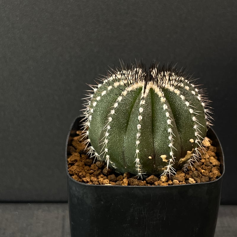サボテン ユーベルマニア ペクチニフェラ × プラ鉢 | 最終的にサボテン