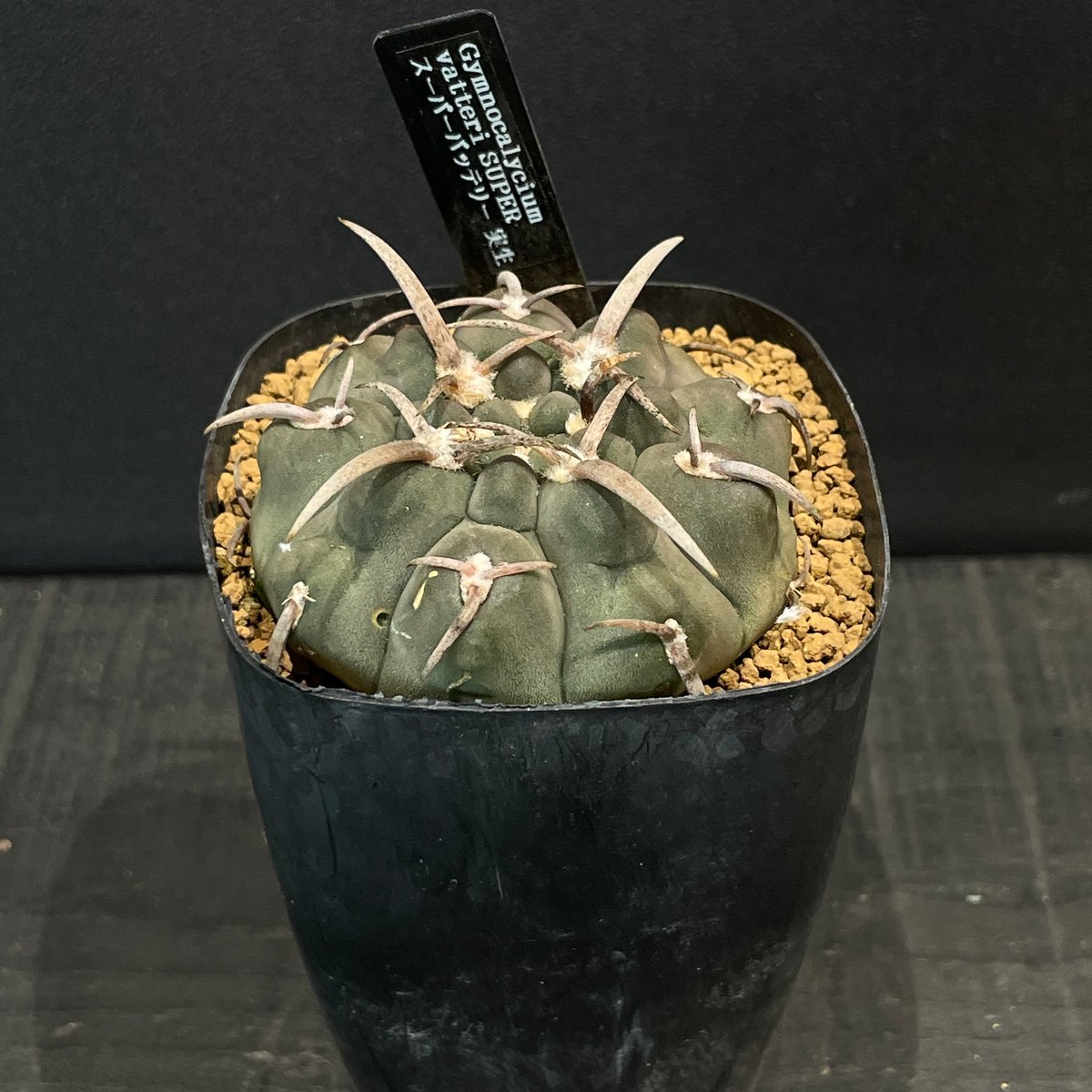 み*ん様 ギムノカリキウム 高木狂刺スーパーバッテリー 国内実生 鉢植え メルカ み*ん様 ギムノカリキウム 高木狂刺スーパーバッテリー 国内実生