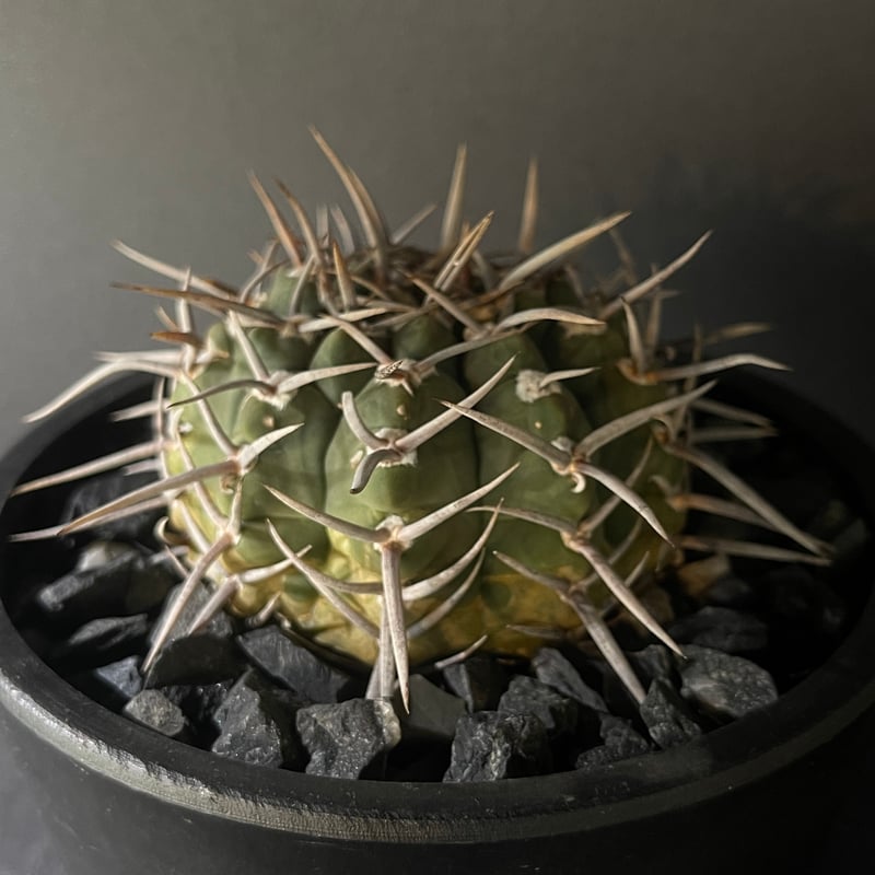 Gymnocalycium vatteri ギムノカリキウム強刺バッテリー | 最終的に