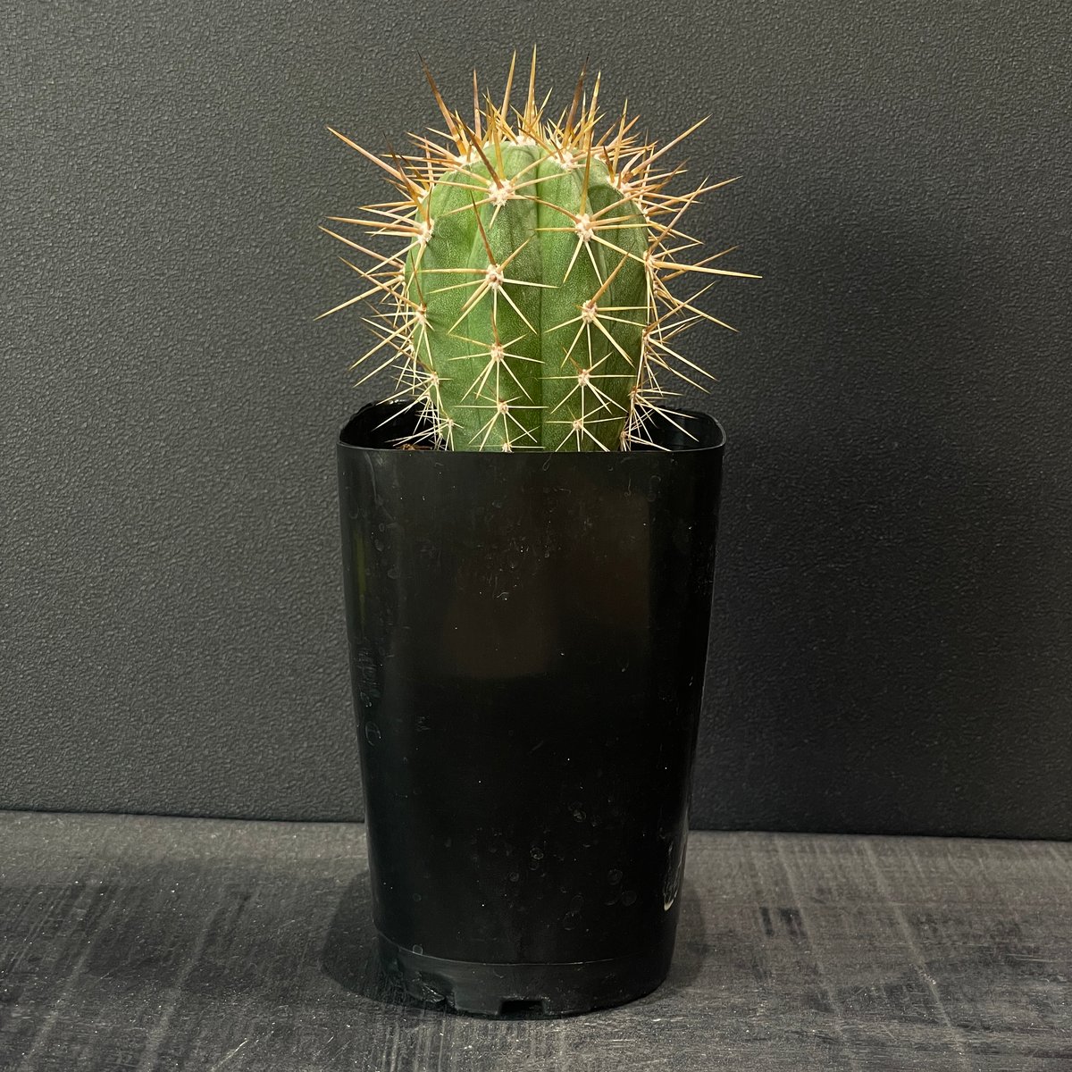 サボテン トリコケレウス 錦鶏竜 × プラ鉢 | 最終的にサボテン