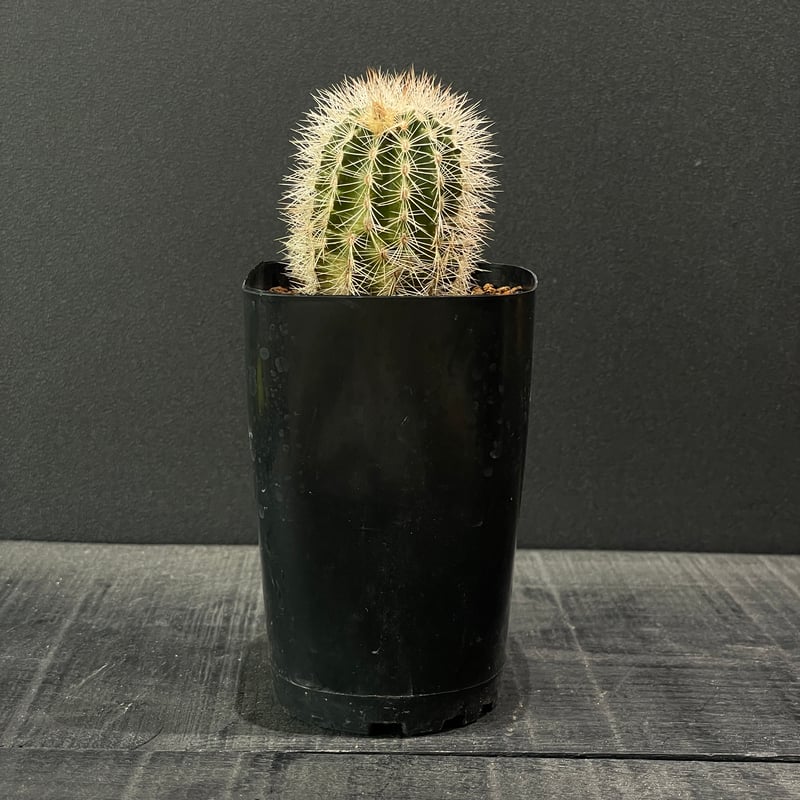 サボテン エキノケレウス 白元 × プラ鉢 | 最終的にサボテン