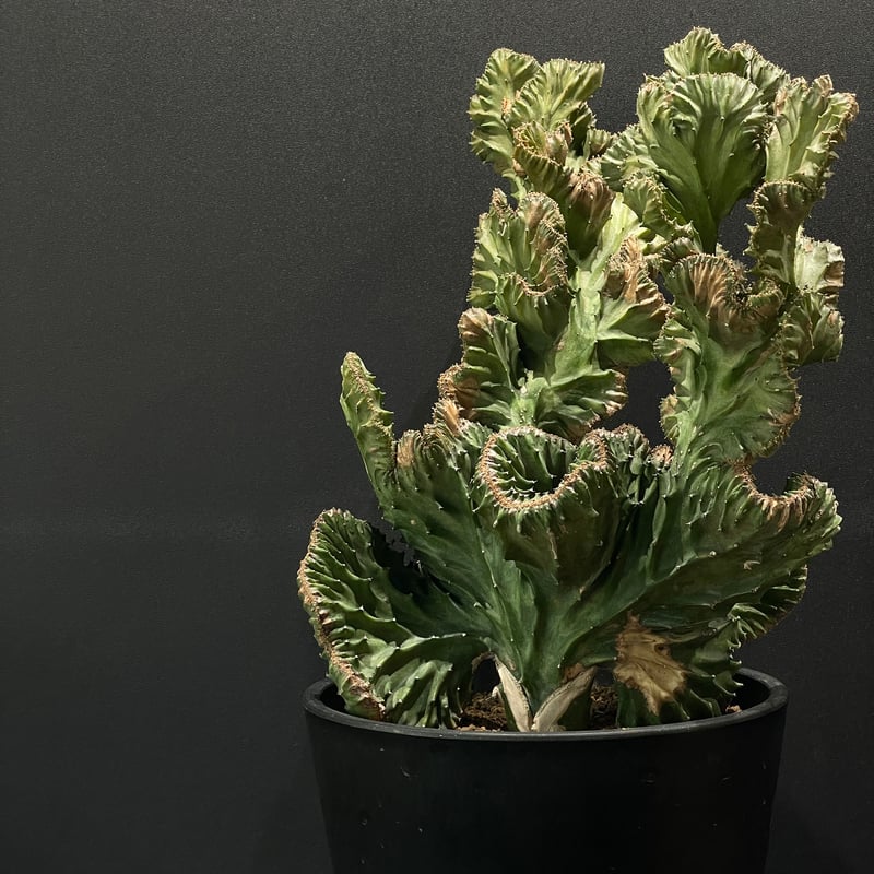 特大　Euphorbia lactea 綴化　斑入り　鉢のまま発送　コーデックス 特大 Euphorbia lactea 綴化 斑入り 鉢のまま発送 コーデックス