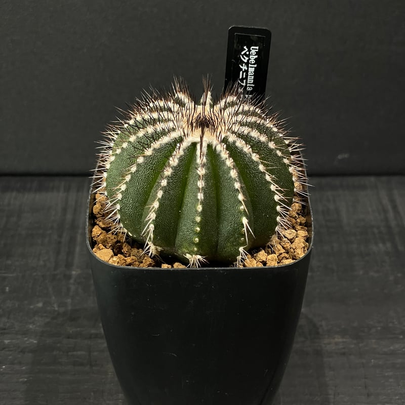 サボテン ユーベルマニア ペクチニフェラ × プラ鉢 | 最終的にサボテン