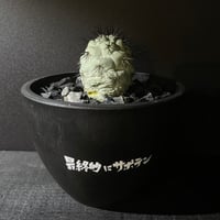 多肉植物 ハオルチア ムチカ whitewidow × プラ鉢 | 最終的にサボテン