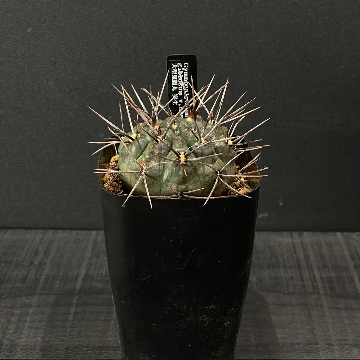 サボテン　ギムノカリキウムssp サボテン ギムノカリキウム sp. No.2 3号｜芳樹園オンラインショップ
