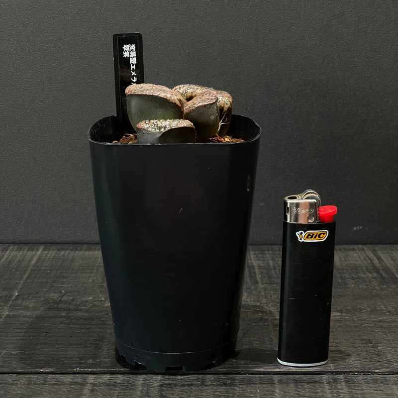 多肉植物 ハオルチア 翠雲 × プラ鉢 | 最終的にサボテン オンラインストア