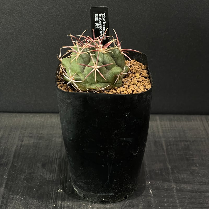 サボテン テロカクタス 紅鷹 × プラ鉢 | 最終的にサボテン